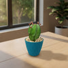 Euphorbia anoplia tanzania zipper plant