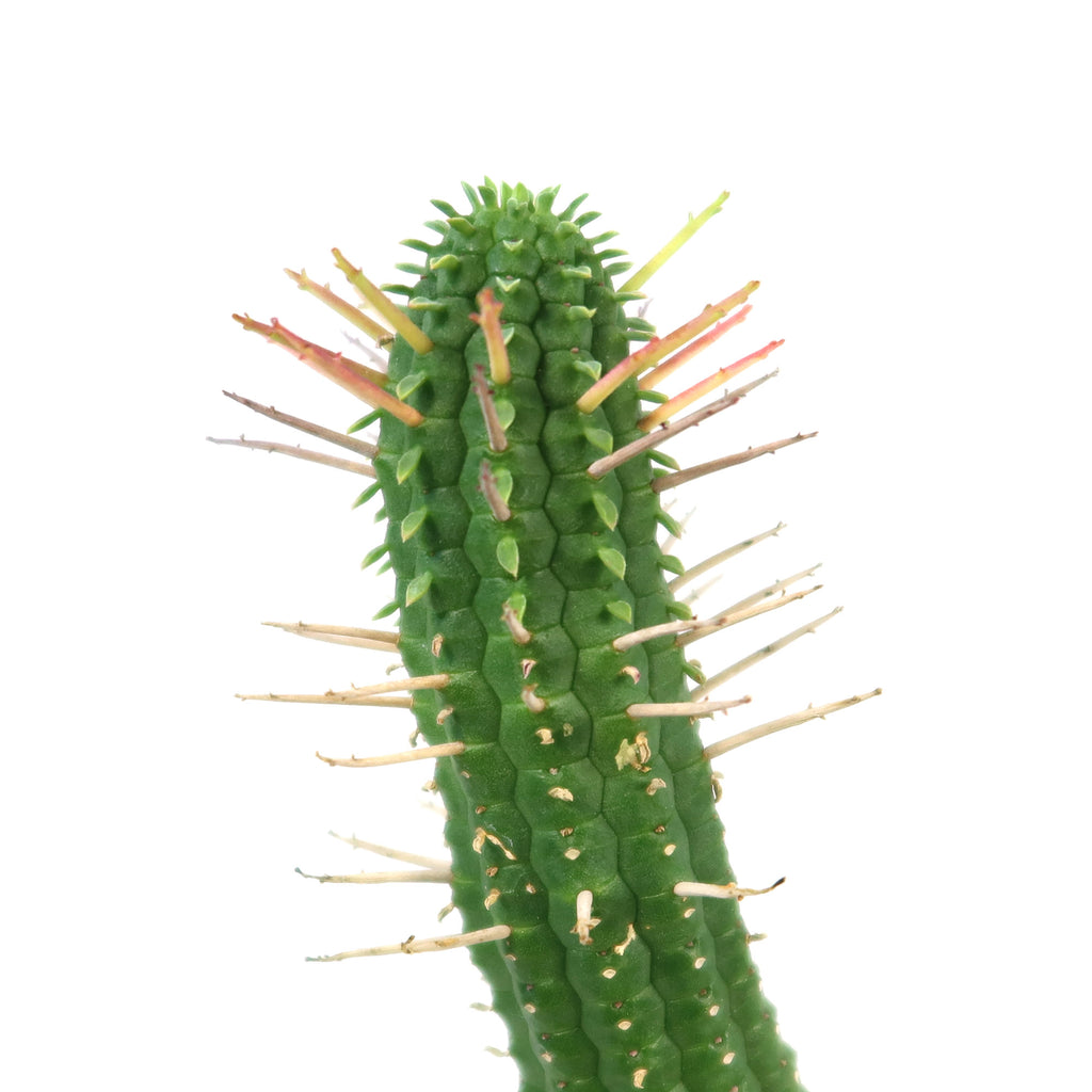 patrol_placeholder_a6ead9acc5af34cb22c78a05ed144ef7