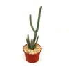 Euphorbia baioensis succulent with tall, slender green arms and small spines in a red-brown pot with light pebbles on white background.