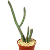 Euphorbia baioensis succulent with tall green stems and small spines in a brown pot with light rocks, set against a white background.