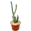 Euphorbia baioensis succulent with spiky green stems in a small brown pot filled with light gravel, set against a plain white background.