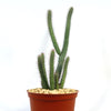 Euphorbia baioensis, a tall green spiny succulent with upright arms, in a brown pot with pebbles against a plain white background.