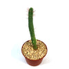 A tall, slender Euphorbia baioensis cactus with sparse spines in a small brown pot filled with pebbles on a white background.