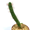 A tall Euphorbia baioensis succulent with sparse long spines in a pot of light gravel, set against a plain white background.