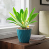 Euphorbia bupleurifolia