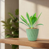 Euphorbia bupleurifolia