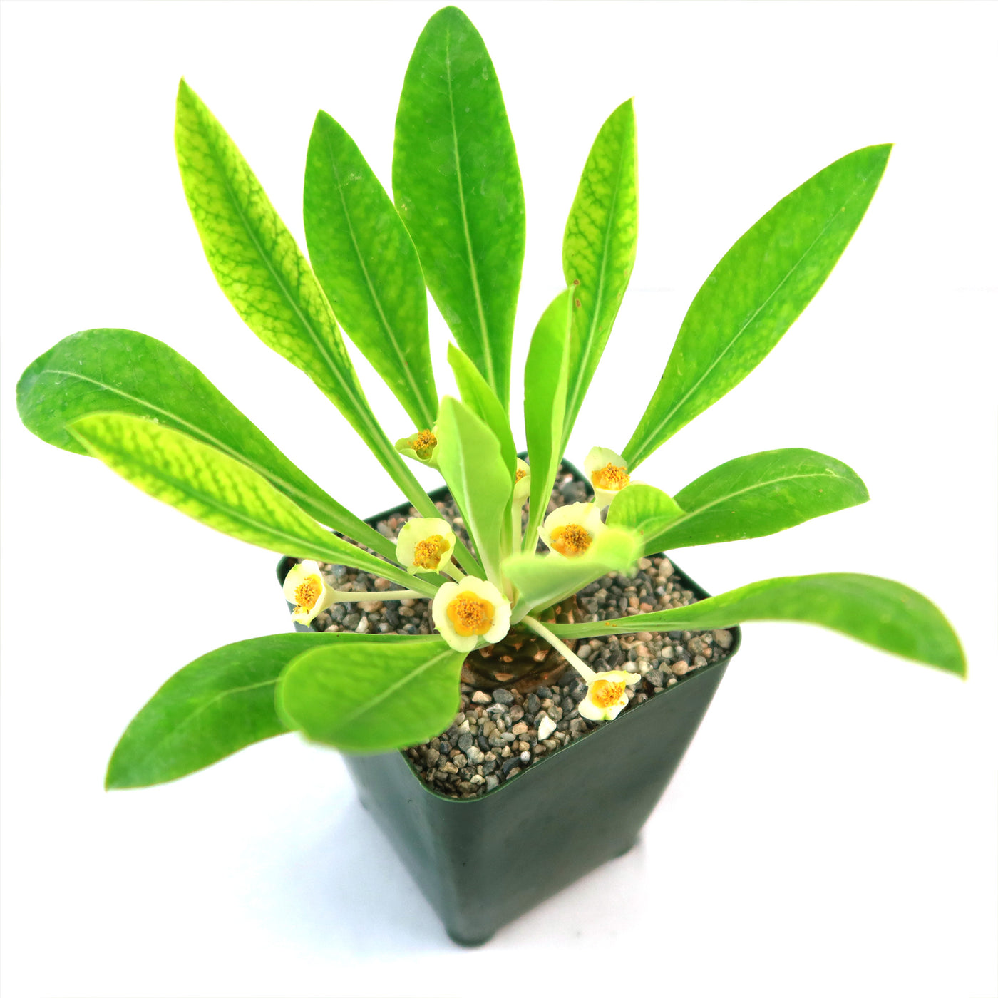 cone shaped succulent Buy Euphorbia Bupleurifolia Online |Pine Cone Plant