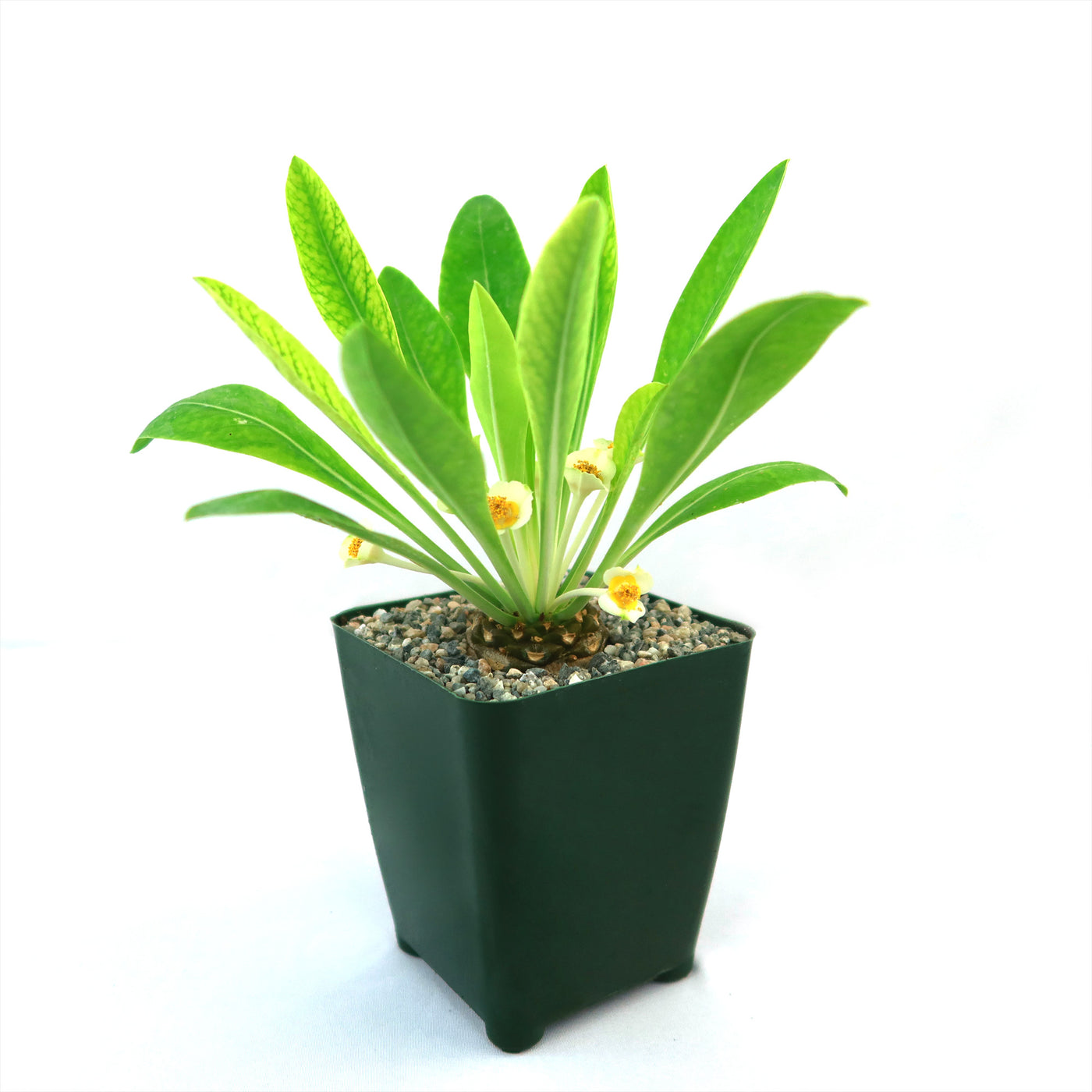 succulent that looks like pine cone Buy Euphorbia Bupleurifolia Online |Pine Cone Plant