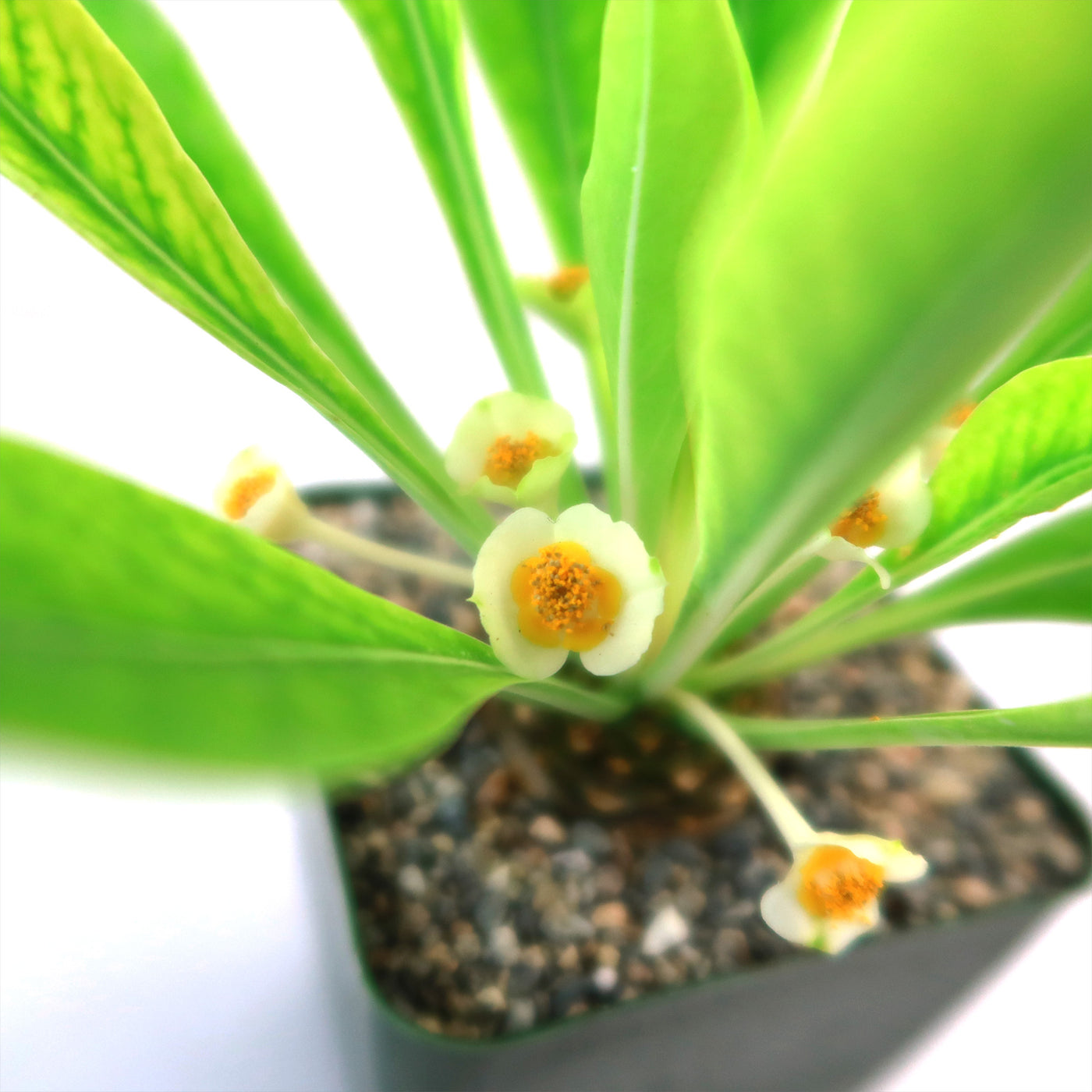 cone shaped succulent Buy Euphorbia Bupleurifolia Online |Pine Cone Plant