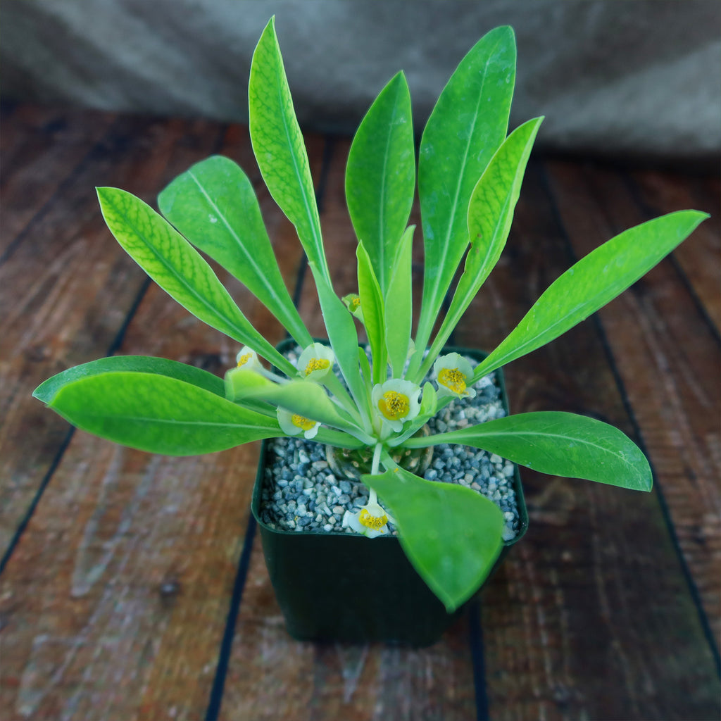 Euphorbia bupleurifolia