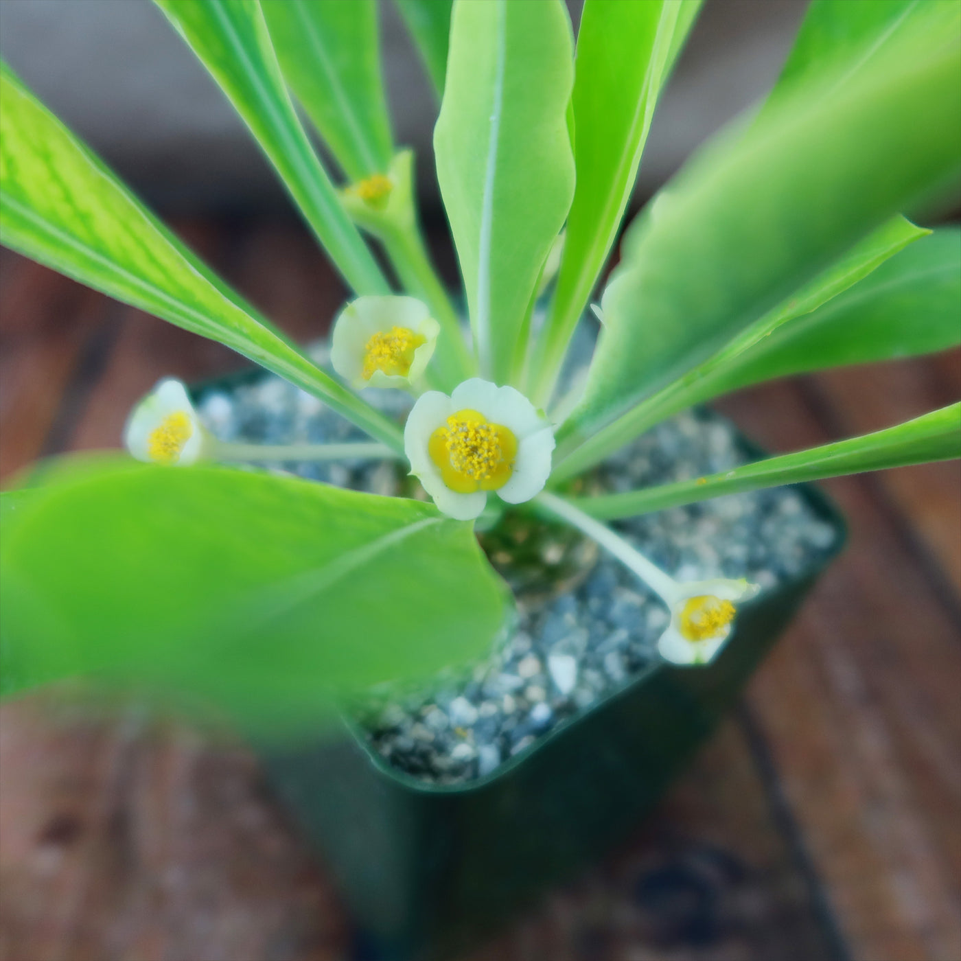pine cone plant succulent Buy Euphorbia Bupleurifolia Online |Pine Cone Plant