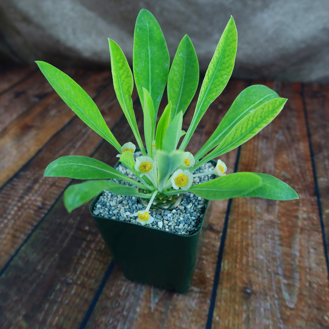 succulent that looks like pine cone Buy Euphorbia Bupleurifolia Online |Pine Cone Plant