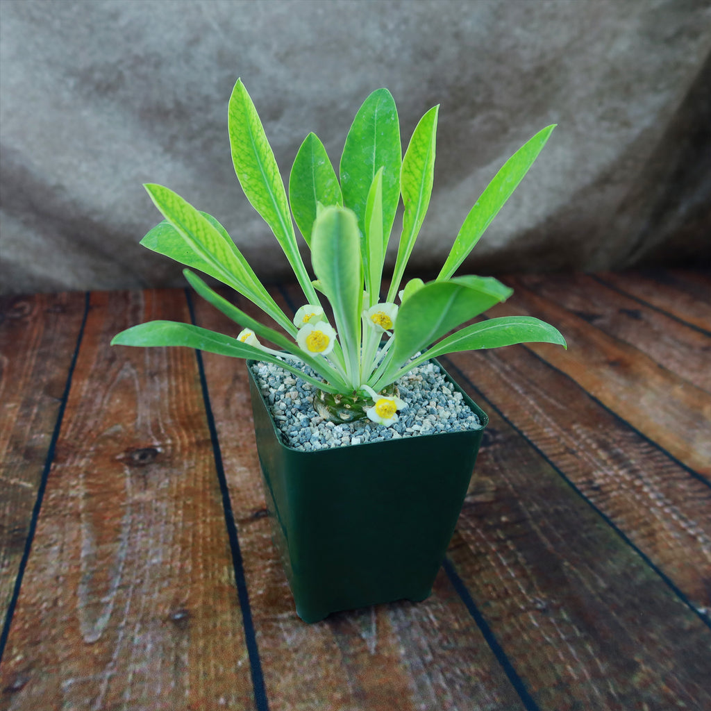 Euphorbia bupleurifolia