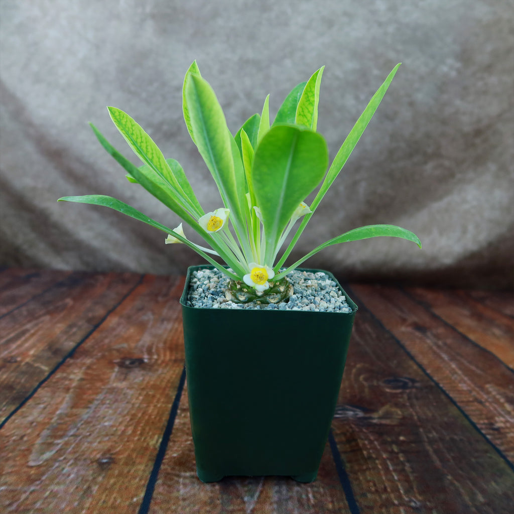 Euphorbia bupleurifolia