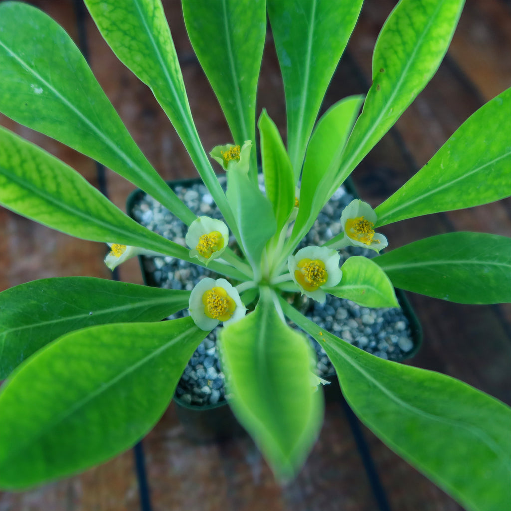 Euphorbia bupleurifolia