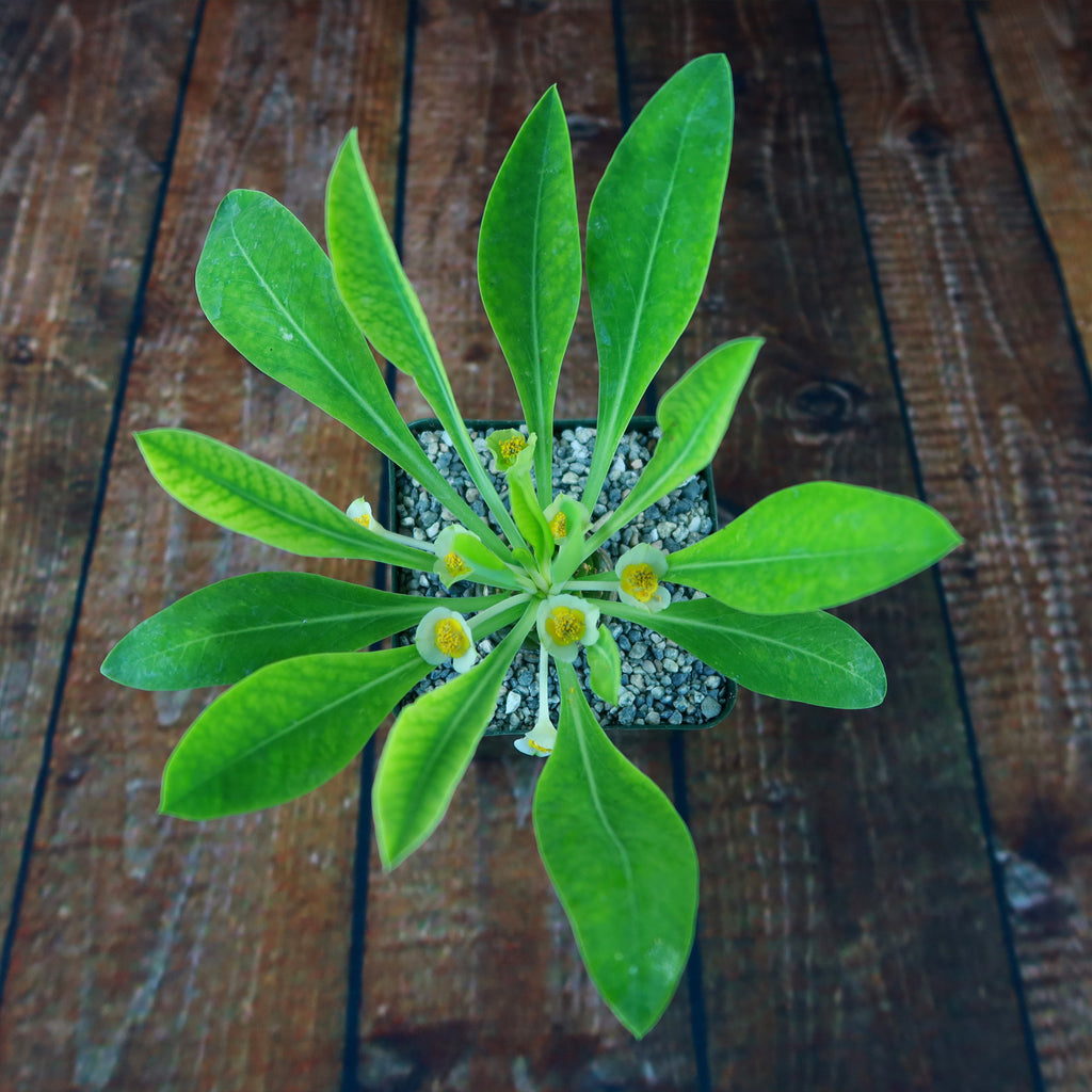 Euphorbia bupleurifolia