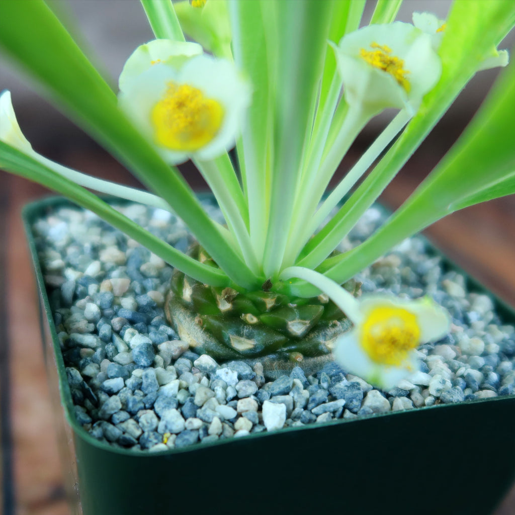 Euphorbia bupleurifolia