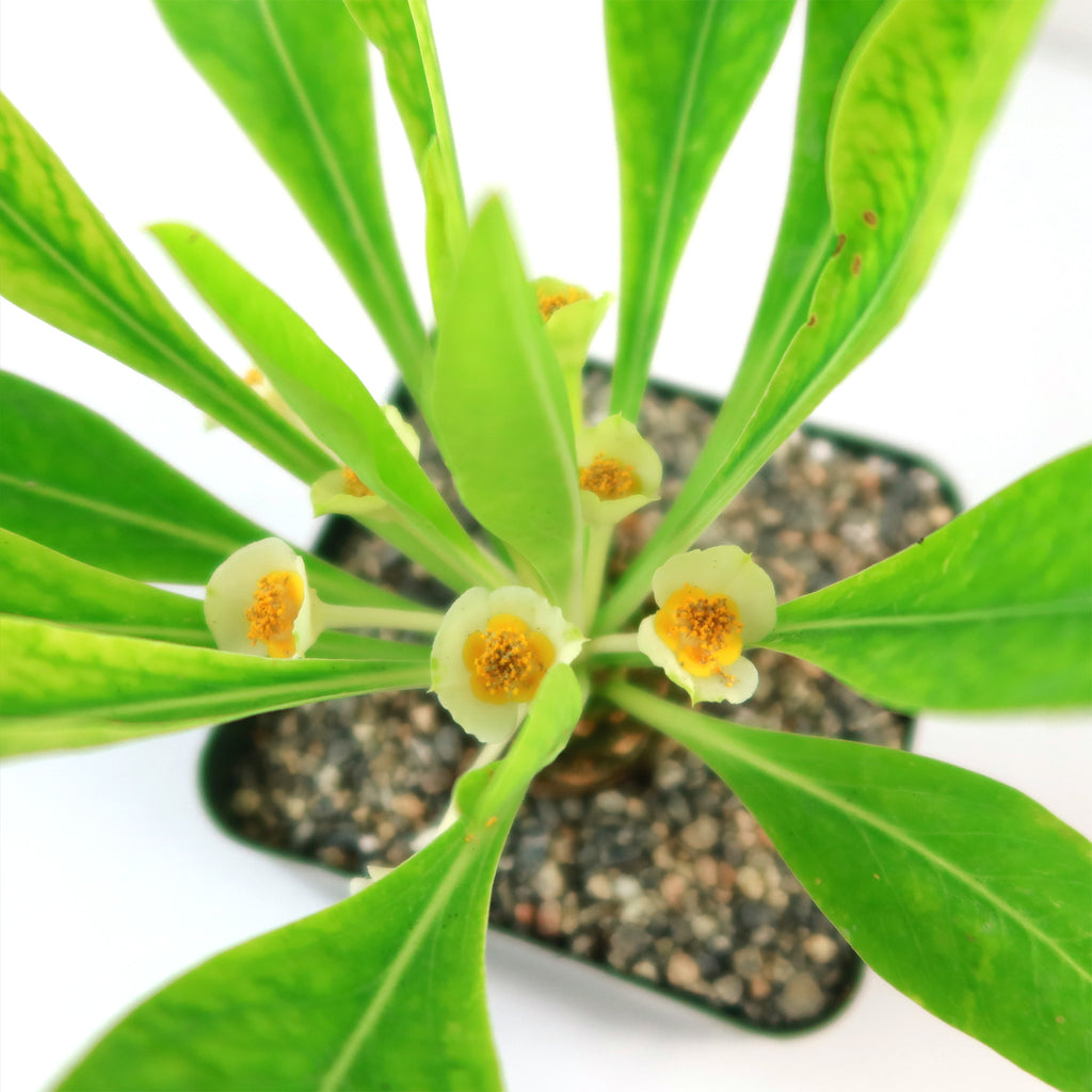 Euphorbia bupleurifolia