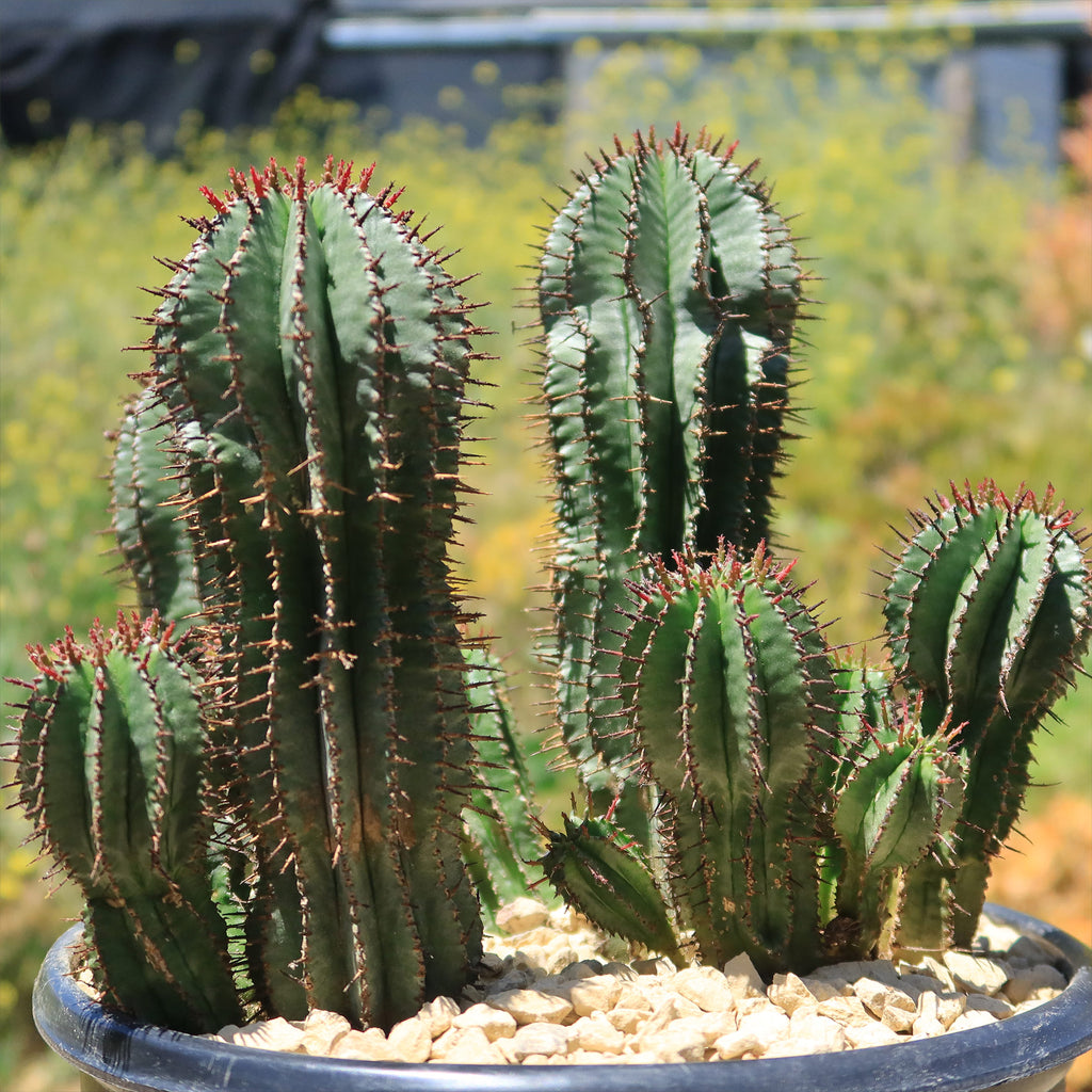 Milk Barrel Cactus ‘Euphorbia cereiformis’