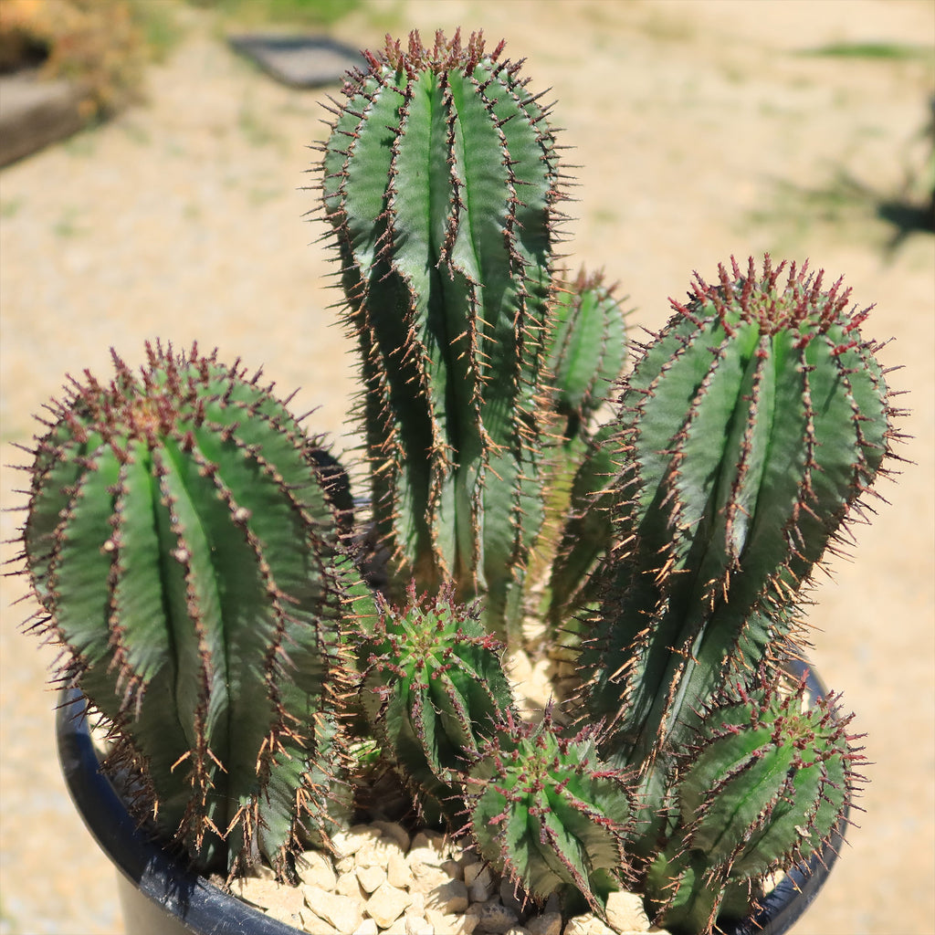 Milk Barrel Cactus ‘Euphorbia cereiformis’