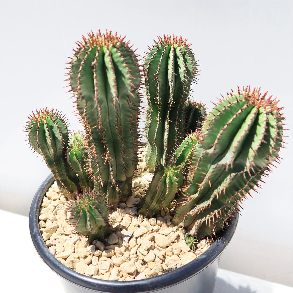 Milk Barrel Cactus ‘Euphorbia cereiformis’