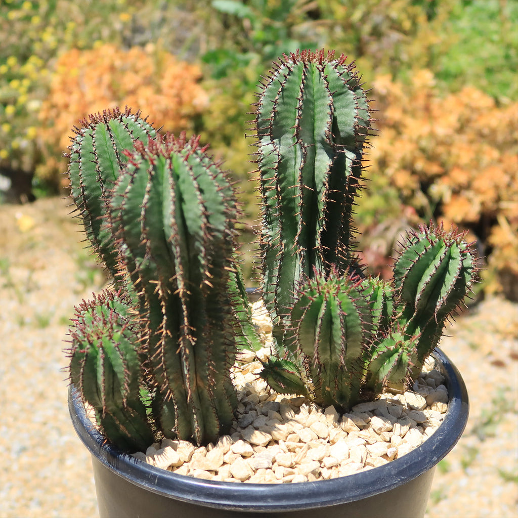 Milk Barrel Cactus ‘Euphorbia cereiformis’