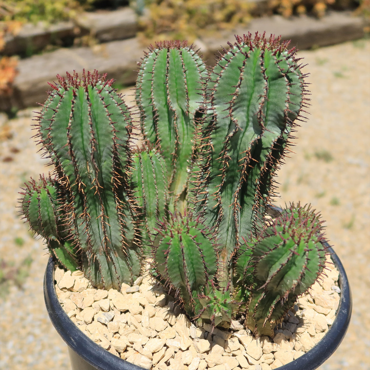 Euphorbia cereiformis milk barrel