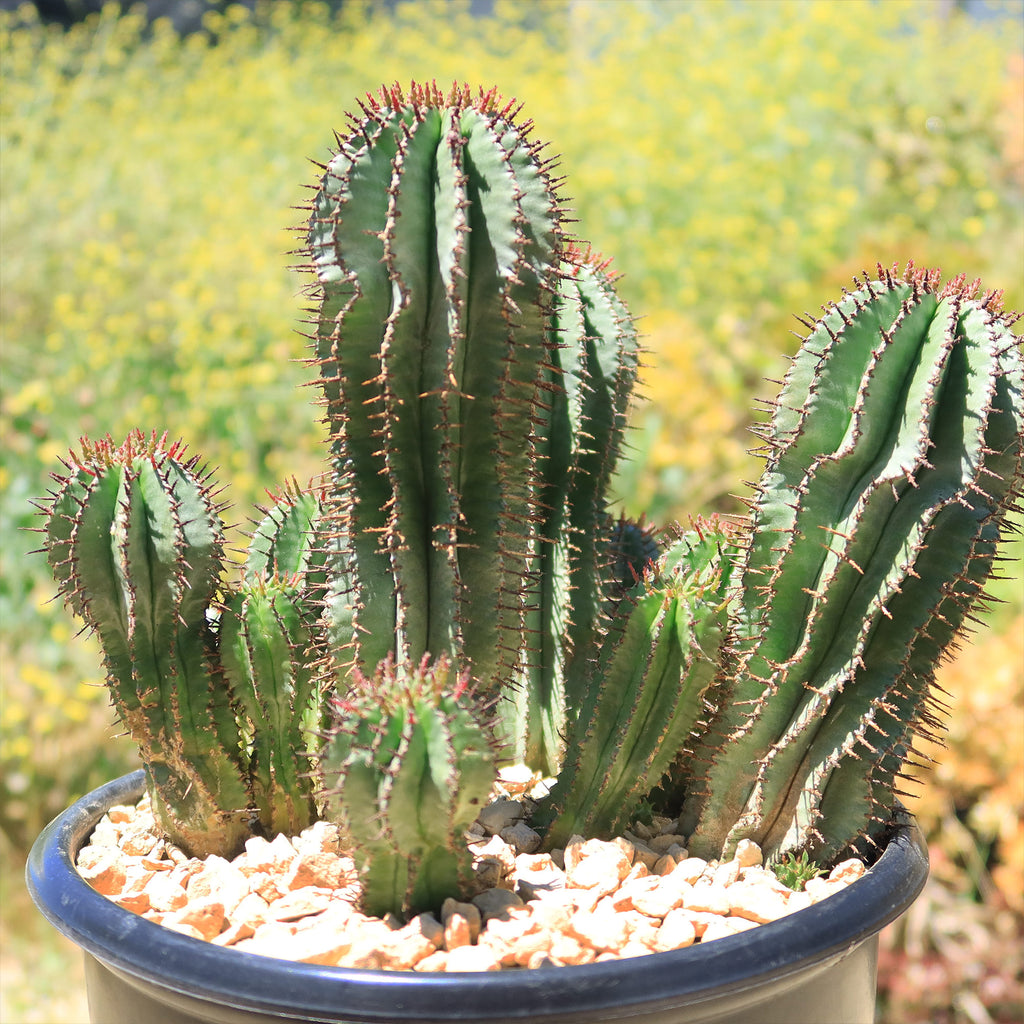 Milk Barrel Cactus ‘Euphorbia cereiformis’