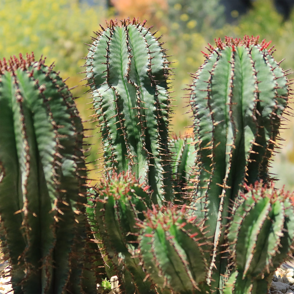 Milk Barrel Cactus ‘Euphorbia cereiformis’