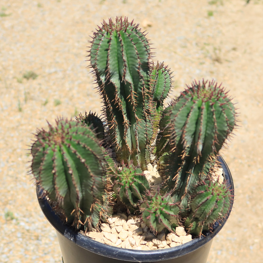 Milk Barrel Cactus ‘Euphorbia cereiformis’