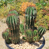 Euphorbia cereiformis milk barrel