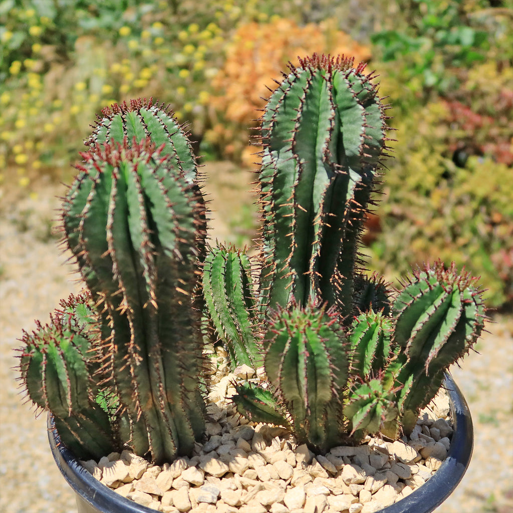 Milk Barrel Cactus ‘Euphorbia cereiformis’