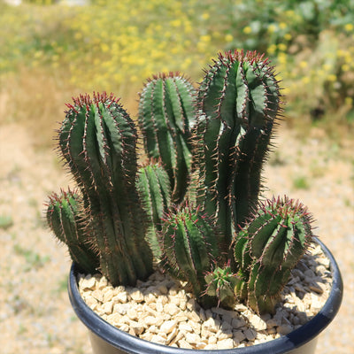 Euphorbia cereiformis milk barrel