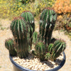 Euphorbia cereiformis milk barrel