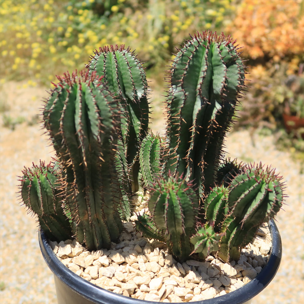 Milk Barrel Cactus ‘Euphorbia cereiformis’