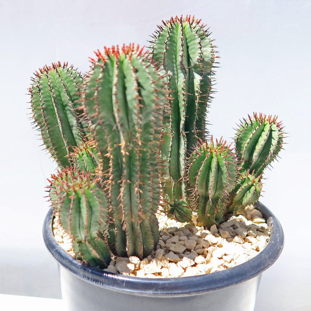 Milk Barrel Cactus ‘Euphorbia cereiformis’