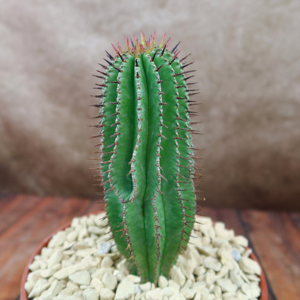 Milk Barrel Cactus ‘Euphorbia cereiformis’