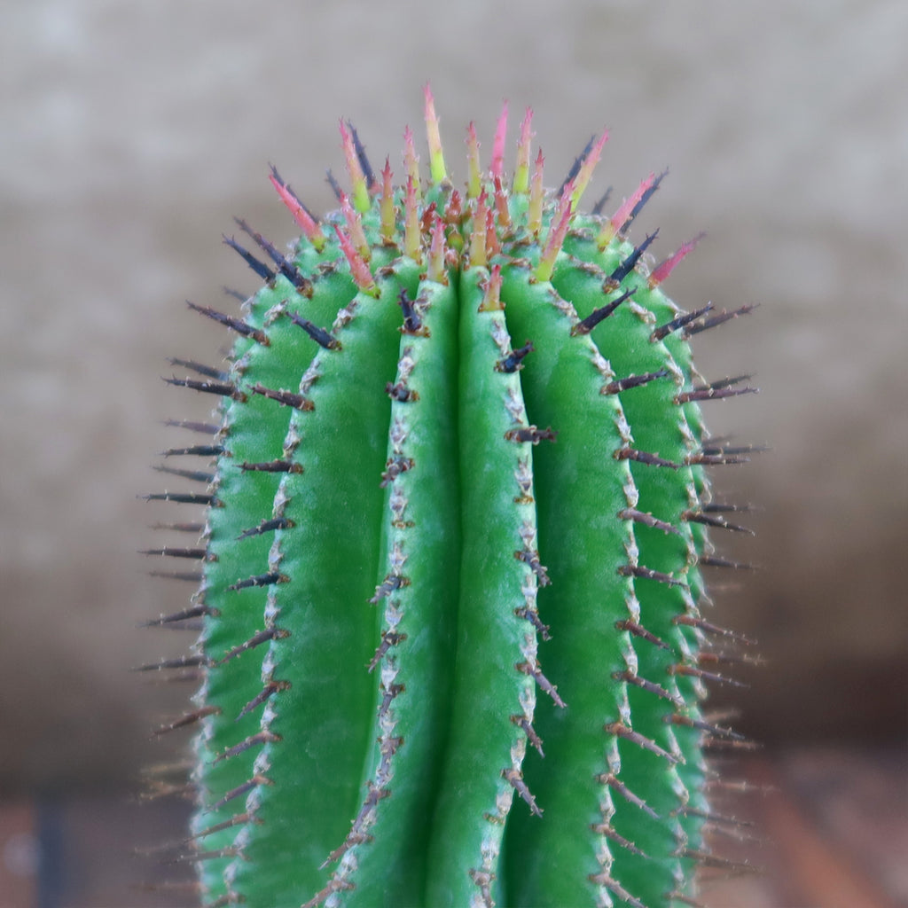 Milk Barrel Cactus ‘Euphorbia cereiformis’