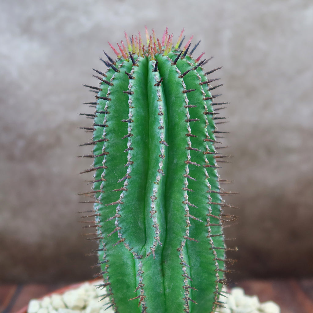 Milk Barrel Cactus ‘Euphorbia cereiformis’