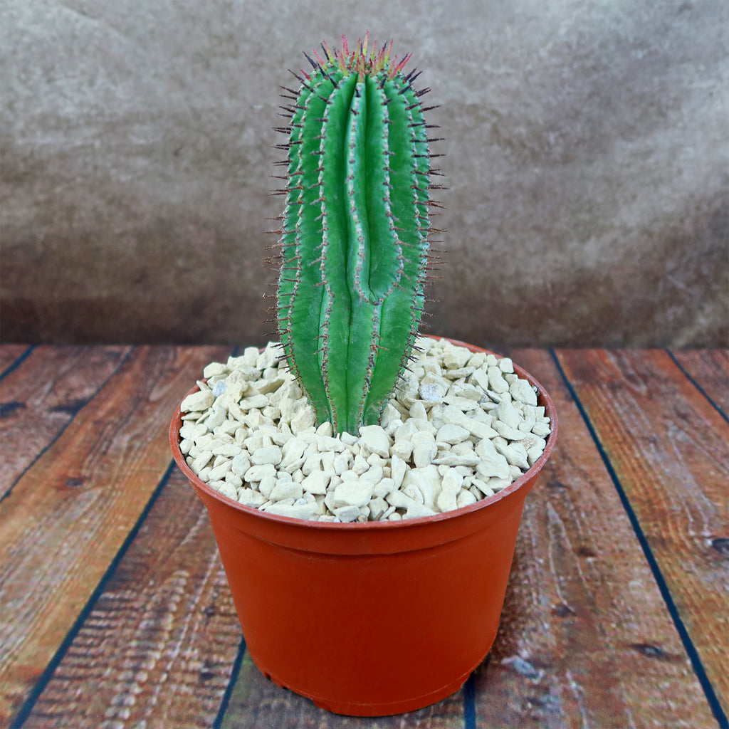 Milk Barrel Cactus ‘Euphorbia cereiformis’