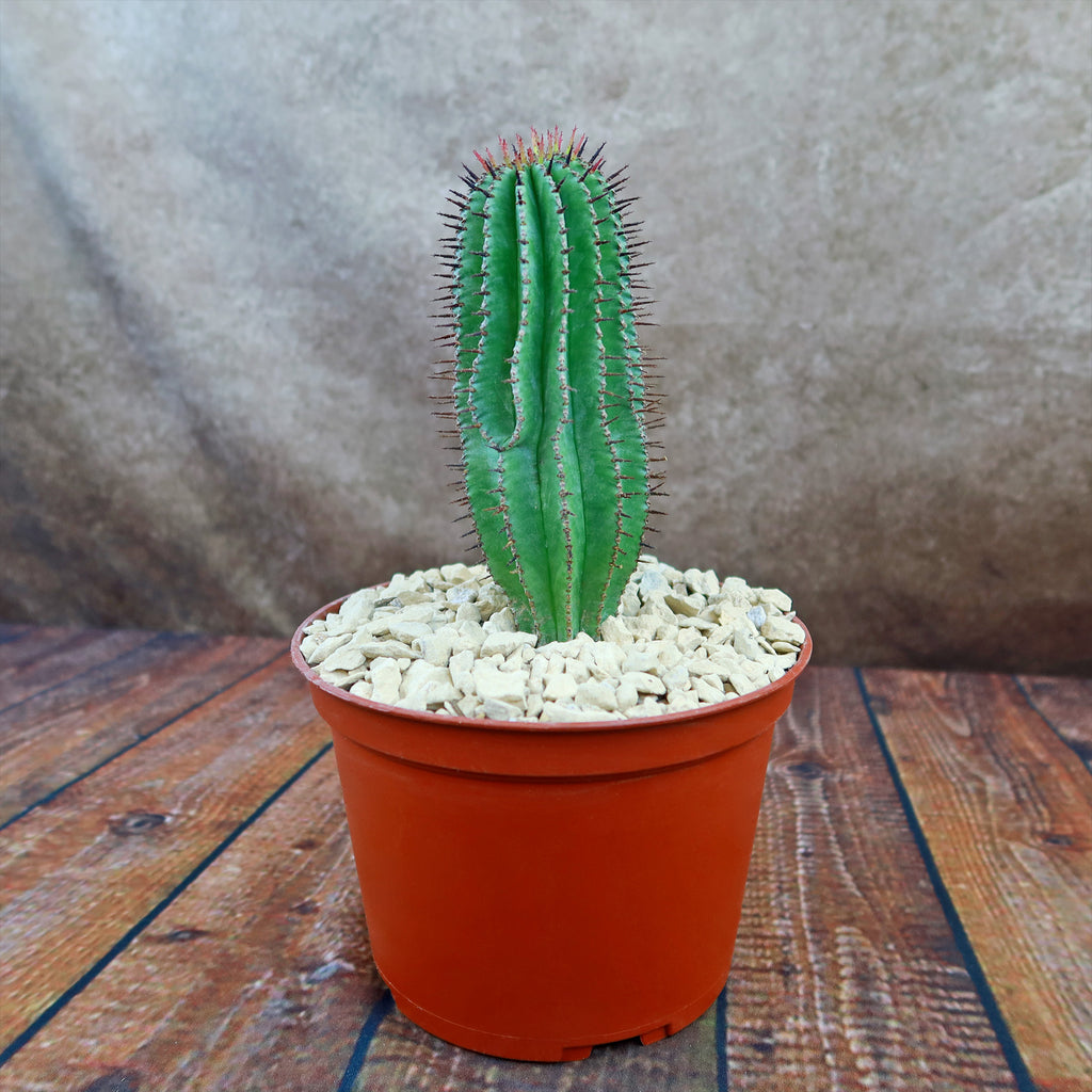 Milk Barrel Cactus ‘Euphorbia cereiformis’