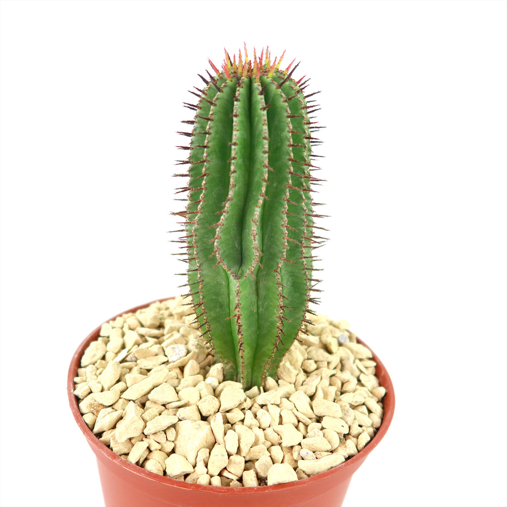 Milk Barrel Cactus ‘Euphorbia cereiformis’