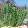 Euphorbia enopla