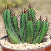 Euphorbia enopla