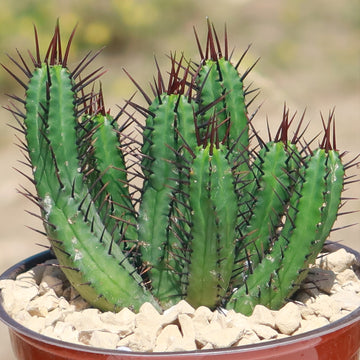pincushion succulent Euphorbia enopla