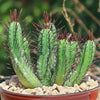 Euphorbia enopla