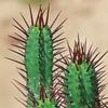 Euphorbia enopla