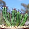 Euphorbia enopla