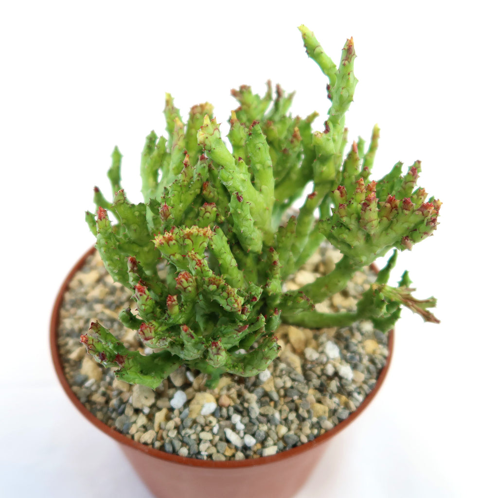 Euphorbia enopla coral