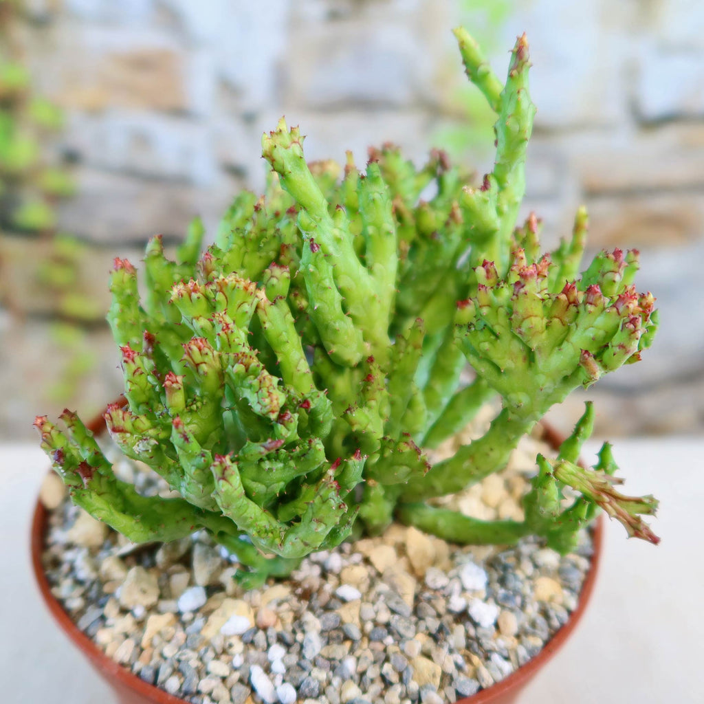 Euphorbia enopla coral